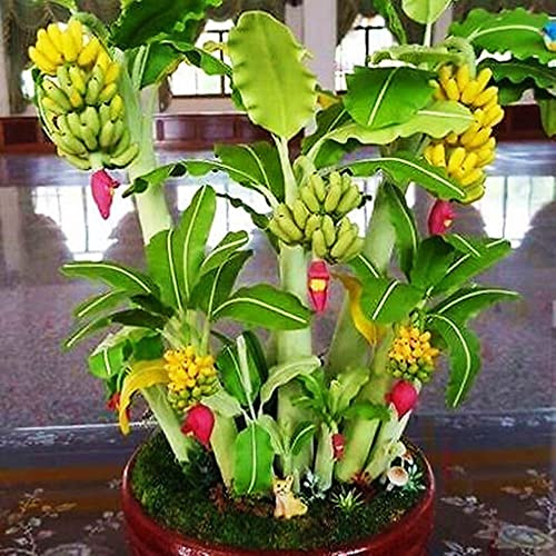KIRA SEEDS - Seeds Banana Tree - Ornamental Annual Flowers for Planting - GMO Free
