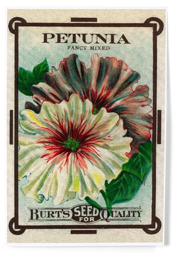 Lantern Press Petunia Seed Packet, 8x12 Inch Art Print Wall Decor