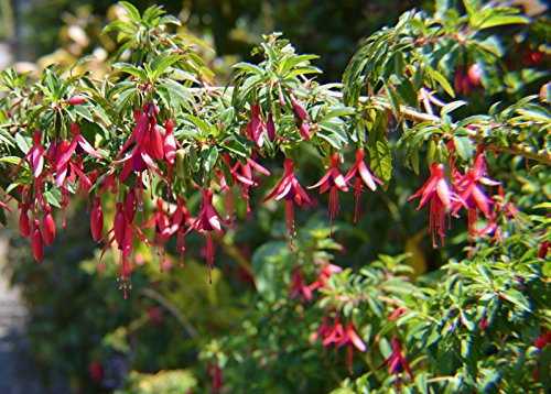 regia Fuchsia RARE 10 graines