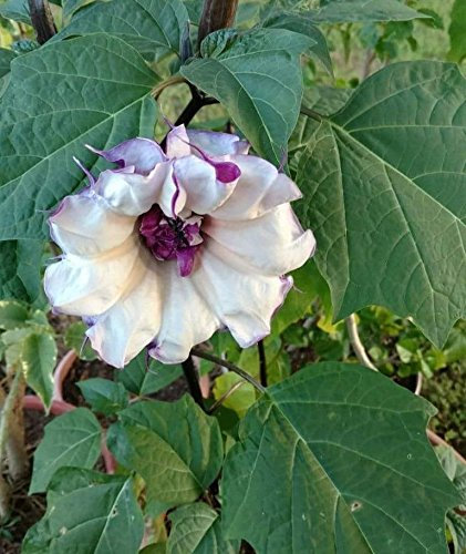40 semi di Double Viola Angelo Tromba
