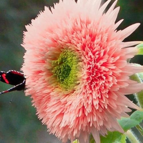 50pcs Pink Pooh Sunflower Seeds - Unique Pink Blooms, Non-GMO, Heirloom, Organic - Ideal for Zones 5-10