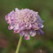 Blumixx Stauden Scabiosa columbaria 'Pink Mist' - Tauben-Skabiose rosa