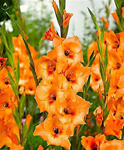 Générique frais 100pcs graines de glaïeul fleur pour la plantation d'orange