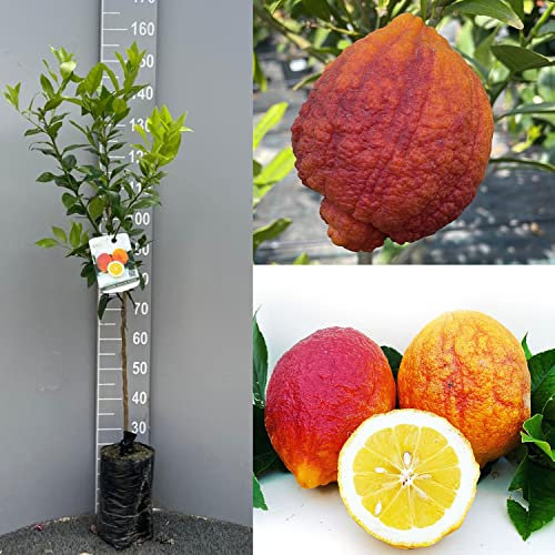 SAVINI VIVAI Plante de Citronnier Agrumes Citron à Peau Rouge en Phytocelle Hauteur 100-120 cm à partir de 1 an de Greffe Made in Italy