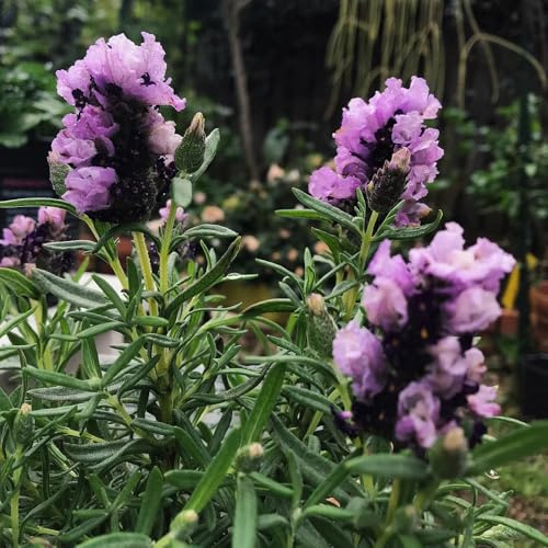 semi di Lavanda - prodotti sostenibili regali da giardino per le donne semi di selvatiche 300pcs