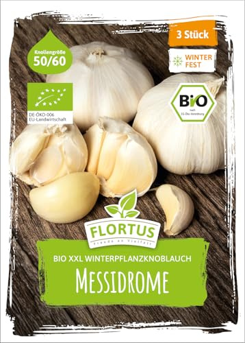 FLORTUS – BIO XXL Winterpflanzknoblauch Messidrome 3 Knollen zertifiziertes Pflanzgut, keine Samen – Knollengröße 50-60 mm – winterhart, würziger Knoblauch aus Südfrankreich