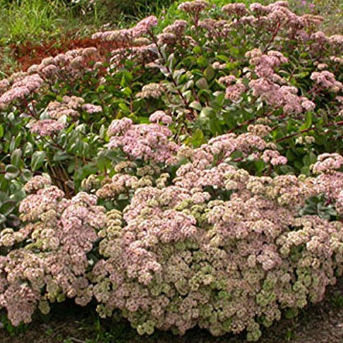 6 x Orpin 'Matrona' - Sedum 'Matrona' - Godet 9x9 cm, Feuillage Pourpre, Attire les Papillons