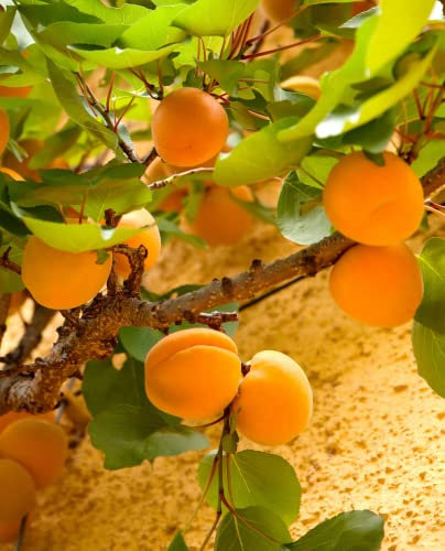 Pianta di Albicocco 'Portici' - Precoce - vaso Ø 20 cm - H. 150/180 cm