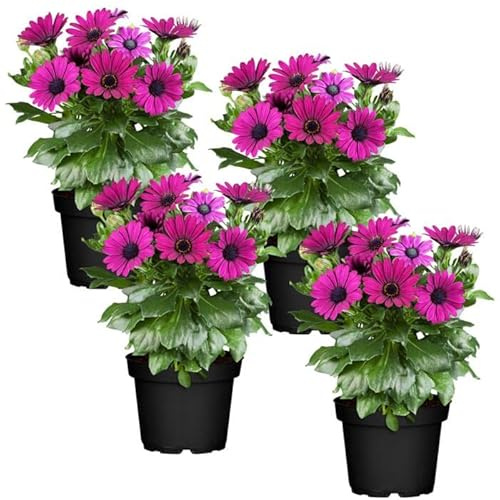 Dimorphoteca Color Morado - Pack 4 Unidades - Plantas Naturales con Flores para Terraza y Jardín - Margaritas Moradas
