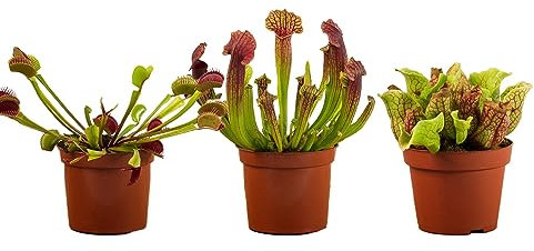 Perfect Plants - Carnivorous Plant 3 Plant Collection Including a Venus Fly Trap Plant and 2 Sarracenia Pitcher Plants. Fly Catching Plants