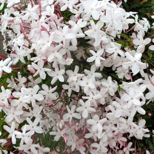 kiskick 20 Piezas de Semillas de Jasminum Grandiflorum, Flores Ornamentales para jardín, balcón, decoración de bonsái, Regalos de jardinería Ideales para Hombres y Mujeres Semillas de jazmín gr