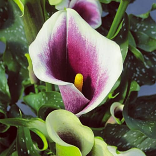 Bulbi di calla resistenti (senza semi, non artificiali), perenni, adatti per la semina immediata, bellissimi bulbi sani, profumati, perfetti per vasi e piante da giardino-6 Bulbos-C
