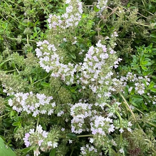 tomillo de interior medicinales semillas de tomillo jardín, oficina cultivo jardín resistentes en macetas al aire libre rocas orgánicas cubrir el 200semillas
