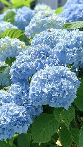 New 100pcs Hydrangea Flower Seeds Light Blue Generic