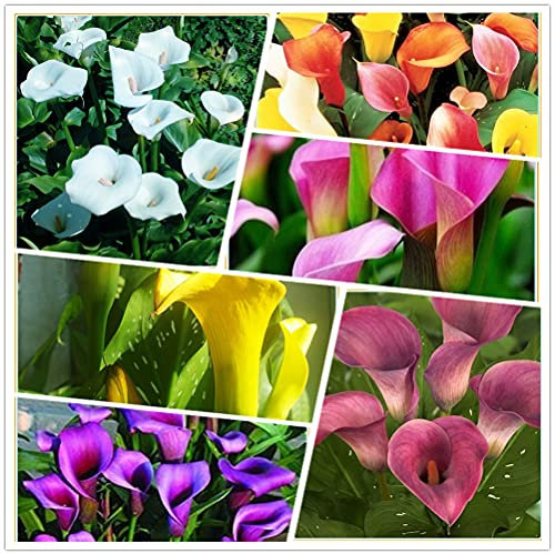 Calla-Lilienzwiebel, Grünblatt, seltene Arten, Dekorationen, geheimer Garten, Weihnachtsgeschenke, Staude, Pflanzen, duftend, Luft reinigend – 20 Bulbi