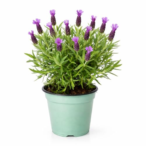 I GIARDINI DI GIULIA - Pianta di Lavanda in Vaso Ø14 cm – Altezza 30 cm – Pianta Aromatica da Esterno Profumata – Lavanda Ornamentale per Giardino, Balcone e Terrazzo