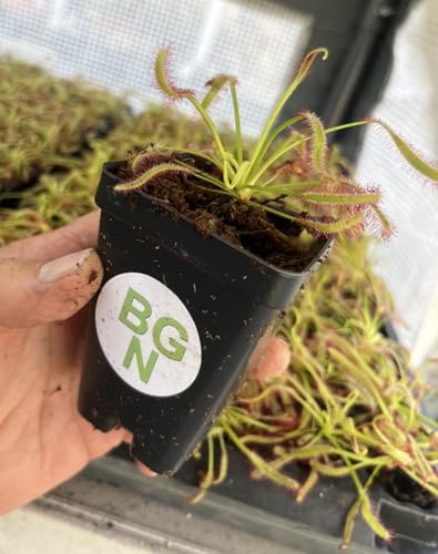 Drosera capensis - Cape Sundew - Live Carnivorous Plant
