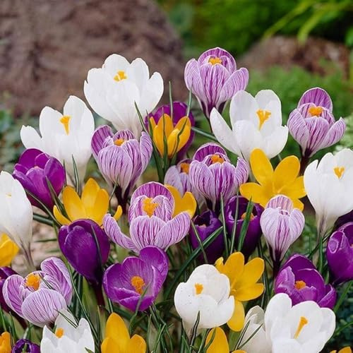 Crocus colorato – Bellezza naturale per decorazioni da giardino e vasi-6bulbi -U