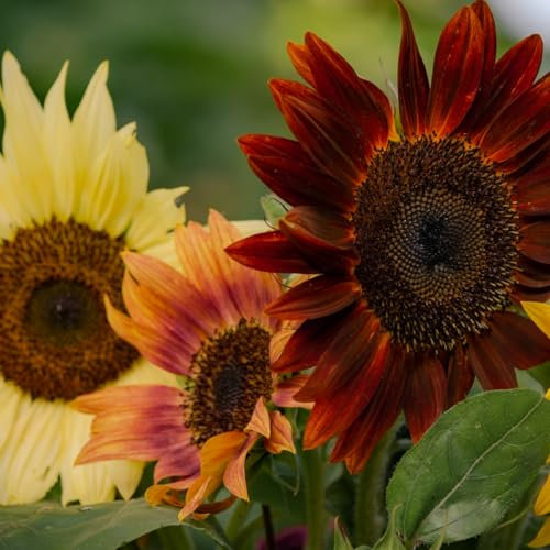 PREMIER SEEDS DIRECT - Sunflower Seeds - Autumn Beauty - 100 Finest Seeds