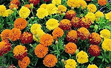 Dwarf French Marigold (1000 Seed Mix) Tagetes patula nana,stay small all summe