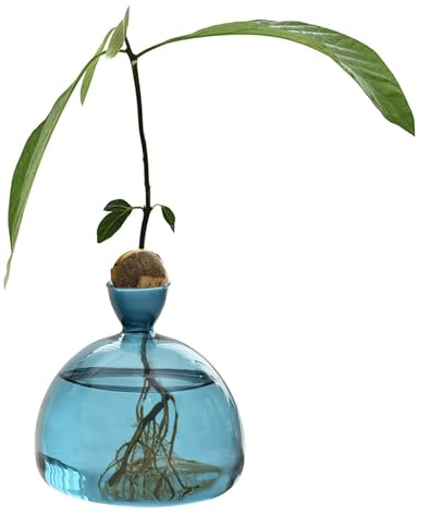 Hogvinnatil Jarrón de Aguacate de Transparente para Semillas de Aguacate, para Principiantes, plantador de brotes Transparente, Recipiente para Aguacate, jarrones de Flores, jarrones de