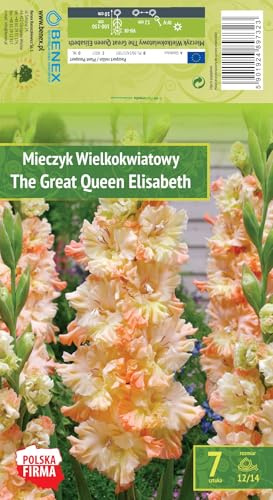 AGRONOM | GLADIOLI - THE GREAT QUEEN E | Bulbi da fiore perenni | Fiori arancioni | Coltivati in giardini fioriti, prati fioriti | 7 bulbi
