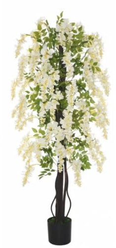 Vivaio Garden Forest Wisteria Floribunda “Longissima Alba”, Glicine Bianco, Pianta Rampicante Fiori, Fiori profumati, Pergolati, Balconi, Coltivazione in vaso, Pianta vera