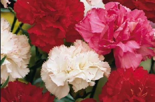 50 SEMI DI GAROFANO CHABAUD MISCUGLIO