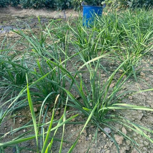 semillas de cebollino resistentes - jardín rocas balcón 350pcs