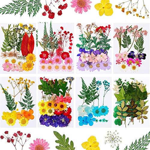 Nuanchu 200 Pcs Dried Pressed Flowers for Resin Natural Real Pressed Flowers Leaves Bulk for Crafts DIY Art Jewelry Making Floral Decors(Multicolor)