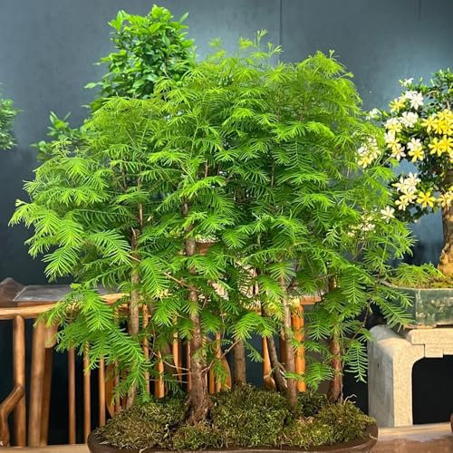 100 piezas Semillas de Metasequoia, Metasequoia glyptostroboides, Comprar árboles, semillas que cubren el suelo resistentes. Secuoya china, abeto de agua, regalos sostenibles para