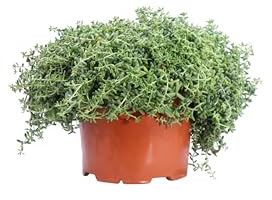 eGarden.store - Pianta vera di Sedum Album - Alltezza pianta: 10 cm Diametro vaso: 15 cm - Succulenta tappezzante dalla fioritura bianca moloto resistente da coliivare in giardino o in vaso