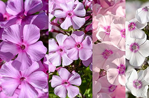Grow Your Secret Garden Phlox 'New Hybrid Mix' Seeds