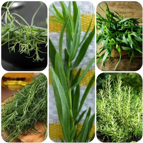 semi di dragoncello perenni resistenti semi di selvatiche, dragoncello, tradizionali resistenti, giardino balcone 500pcs