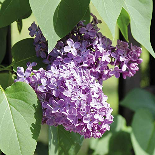Thompson & Morgan Hardy Perennial Flowering Shrub, Lilac ‘Katherine Havemeyer’, Potted Garden Plants Ideal for Smaller Gardens, Patio and Containers (1 x 9cm Pot)