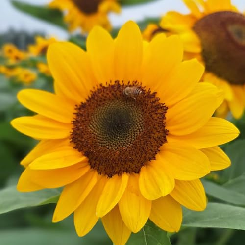 semillas decorativas de girasol - trepadoras resistentes, orgánicas de girasol perennes resistentes, jardín, interior 80pcs