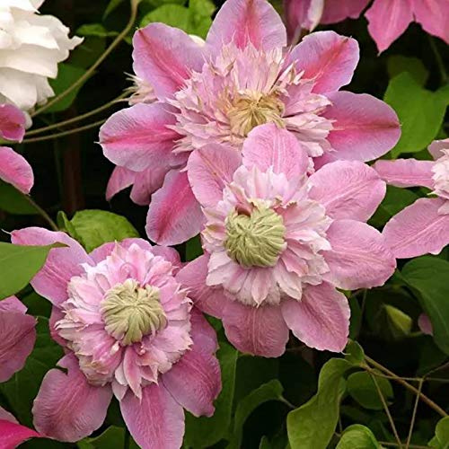 CXXFGFT Resistente al frío - Decoración paisajística de terraza de jardín-Vertical - Raíz de clemátide 4 Rizoma-C