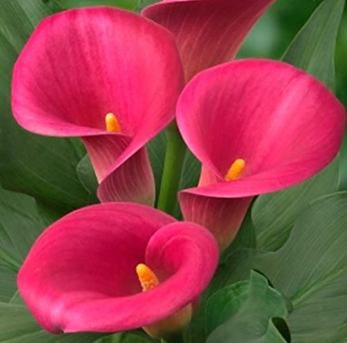3 X Calla Zantedeschia Chianti - Calla Rosa Fucsia - Bulbi Di Alta Qualità (3)