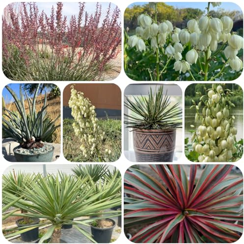 Semi di yucca palma giglio resistente semi, ombra palma yucca selvatici da balcone, decorazione del soggiorno balcone perenni resistenti arbusti 60pcs