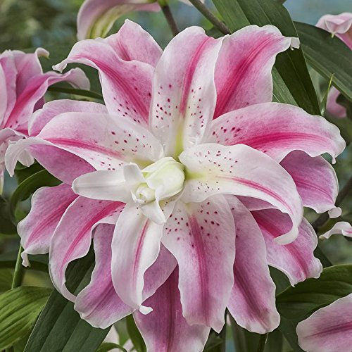 Premium Lily Double 'Sweet Rosy' - pack of 3 bulbs 14/16