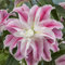 Premium Lily Double 'Sweet Rosy' - pack of 3 bulbs 14/16