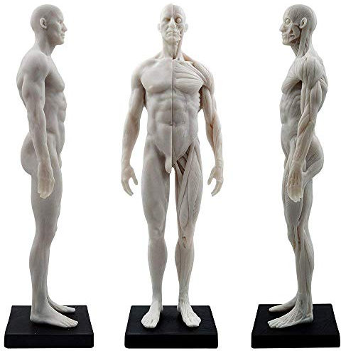 Aprodite Anatomie-Figur für Künstler, 30 cm, Weiß