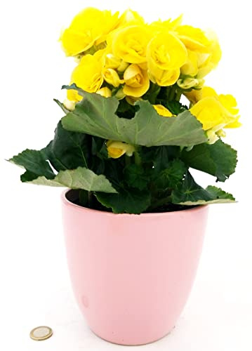 POWERS TO FLOWERS - BEGONIA GIALLA IN VASO CERAMICA ROSA, pianta vera