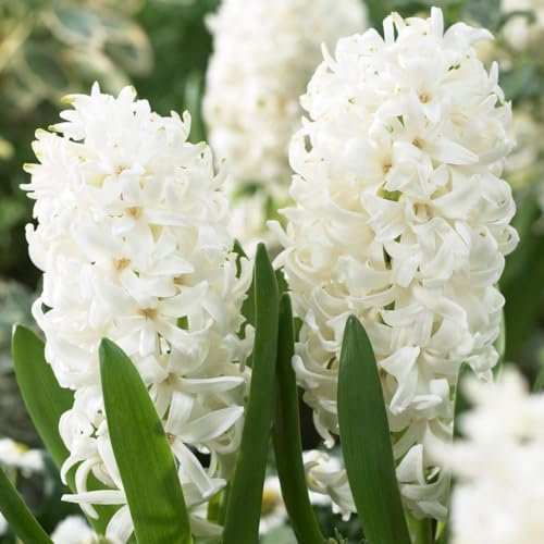 Bulbes Jacinthe White Pearl - 15 Bulbes de Fleurs à Planter Exterieur - 3 Couleurs Plantes Vivaces Exterieur - Parfumées - Rustique - Naturelle Plantes de Hollande (pas de graines)