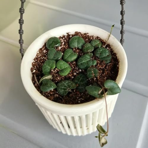 leuchterblume ceropegia woodii samen balkonpflanzen winterhart mehrjährig balkon pflanzen, exotische samen hängepflanzen, zaun deko vines winterharte pflanzen für garten gartenpflanzen 55pcs