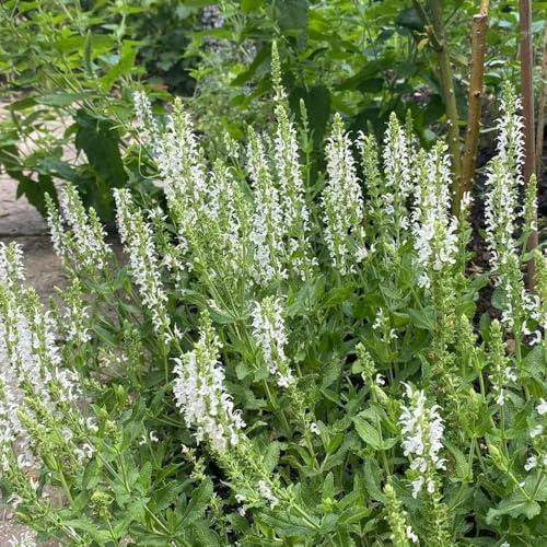 Semi di Salvia - semi aromatiche biologici Salvia japonica - selvatiche perenni rare 500pcs