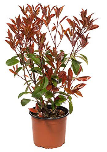 Garden Frediani Vivai. Photinia Red Robin. Piante Vere da Esterno - Pianta Vera in Vaso. Piante per Siepe e Arredo Giardino – Vaso 24. Altezza 120 cm – 20 Kg