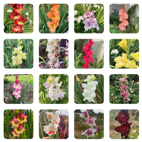 winterharte gladiolen zwiebeln - Gladiolus - winterharte pflanzen für garten gladiolen knollen winterharte stauden dauerblüher gartenpflanzen winterhart mehrjährig bodendecker 10pcs