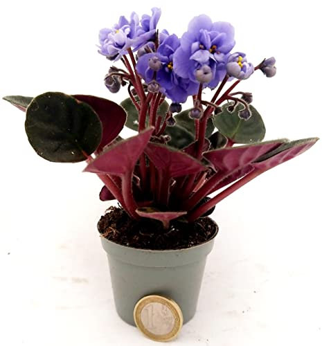 POWERS TO FLOWERS - SAINTPAULIA AZZURRA MICRO IDEALE PER TERRARIUM, VASO 5,5CM, VIOLETTA AFRICANA, pianta vera