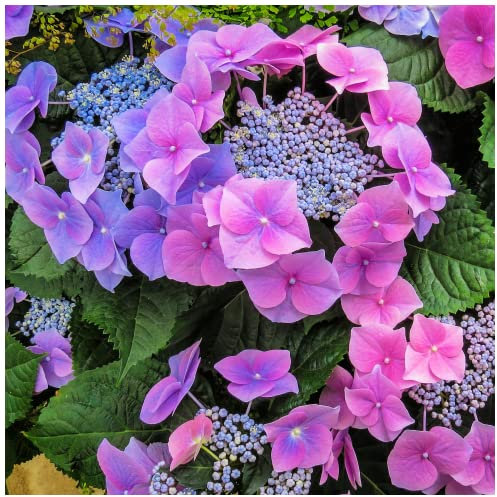 Hydrangea Macrophylla Blaumeise in 2L Pot with Stunning Blue Flowers 3fatpigs®